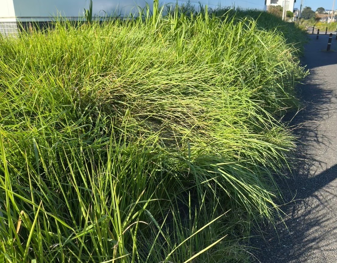 Cさん画像1 (作業前)